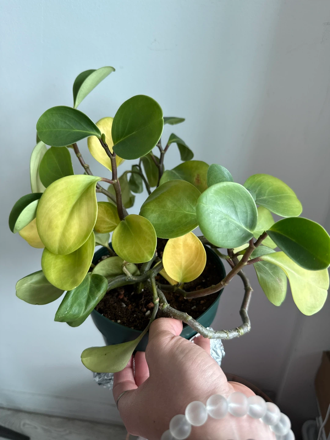 Peperomia obtusifolia plant - photo 2