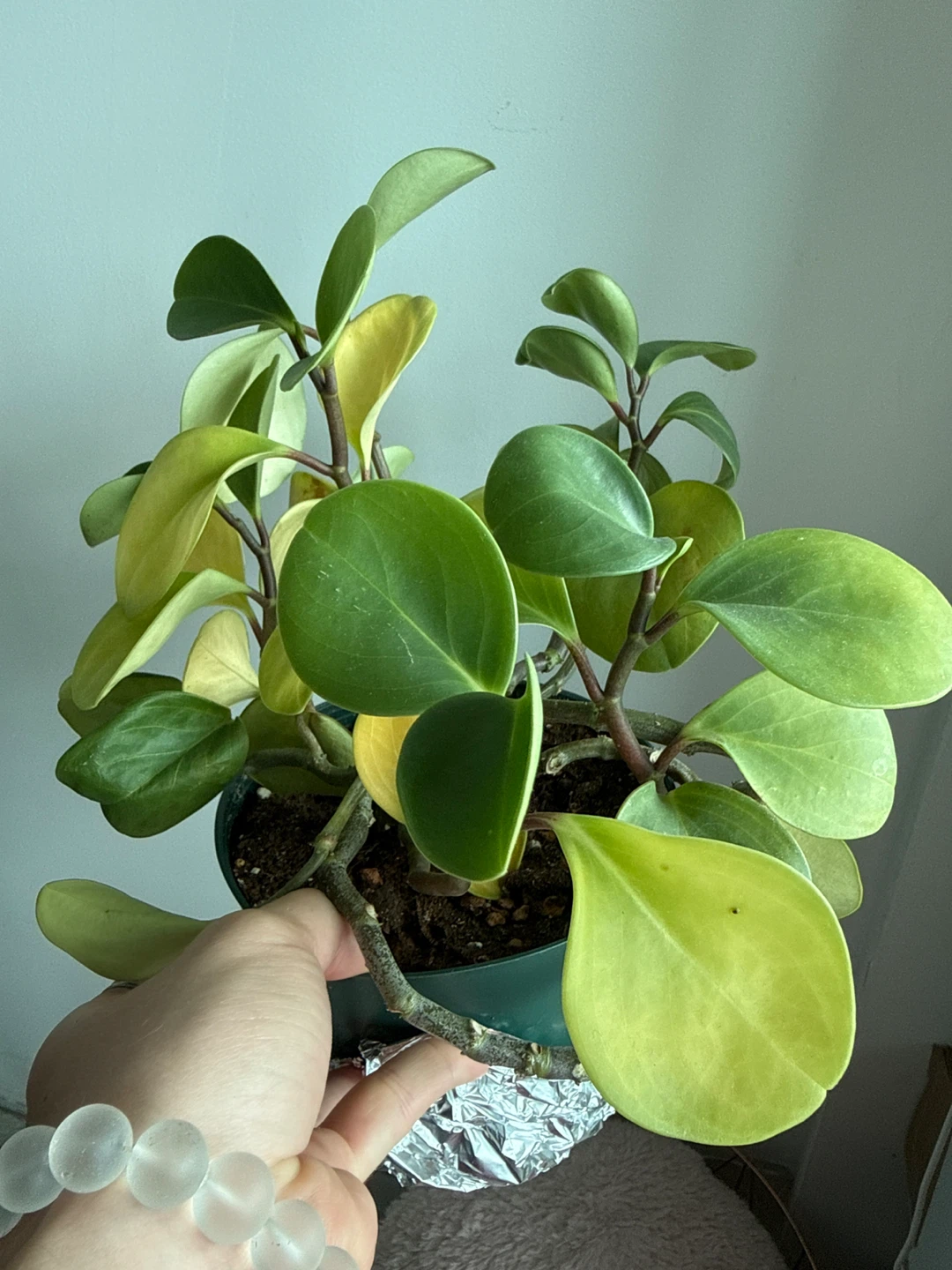 Peperomia obtusifolia plant