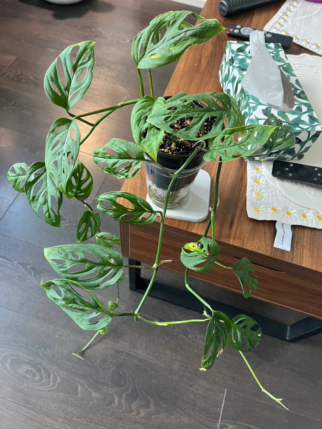 Monstera Adansonii Plant