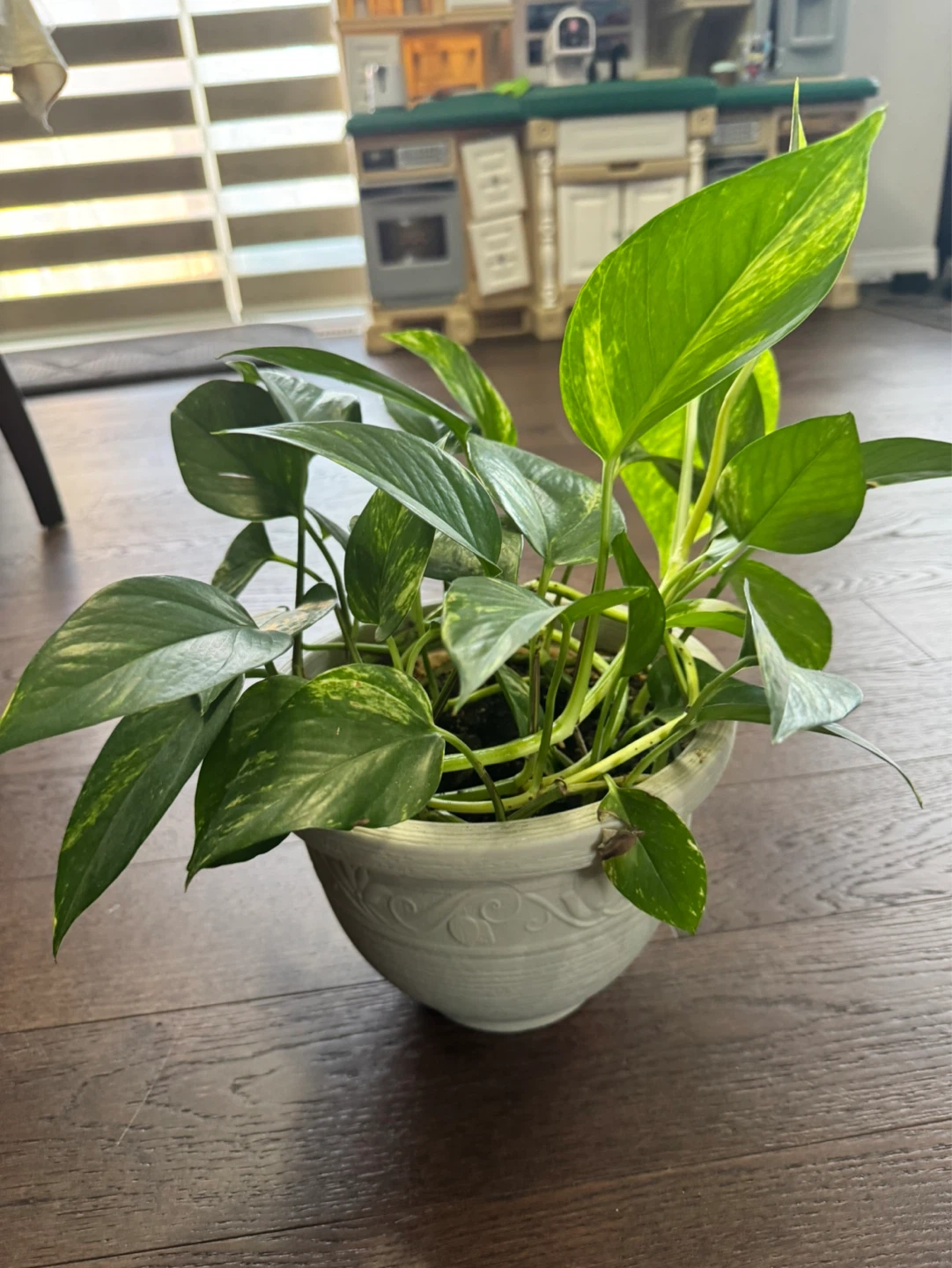 Pothos Plant in Pot