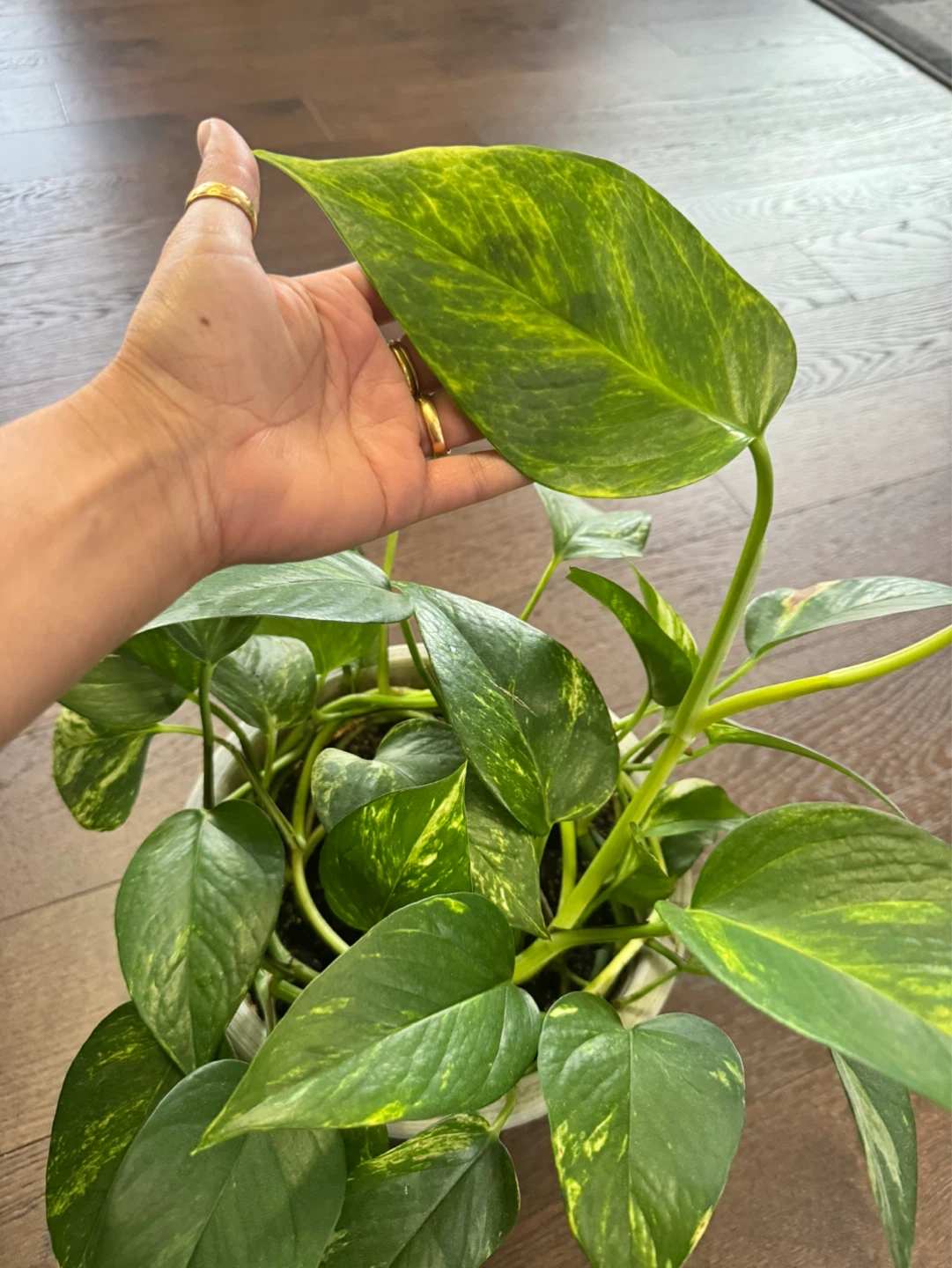 Pothos Plant in Pot - photo 2