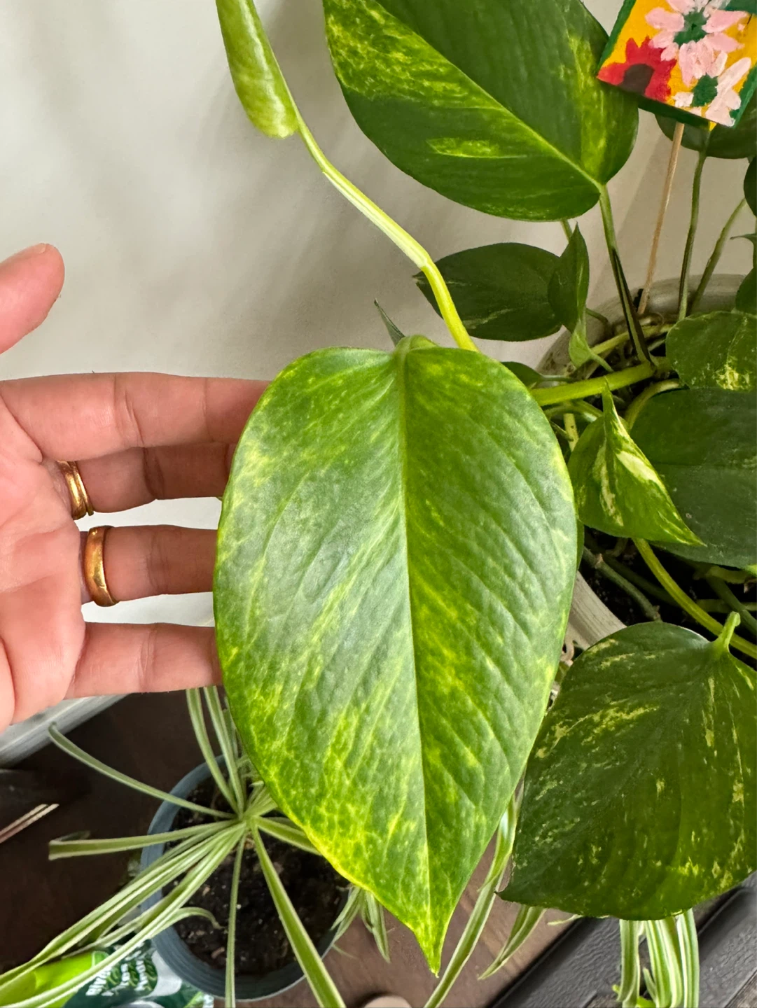 Pothos Plant in Pot - photo 3