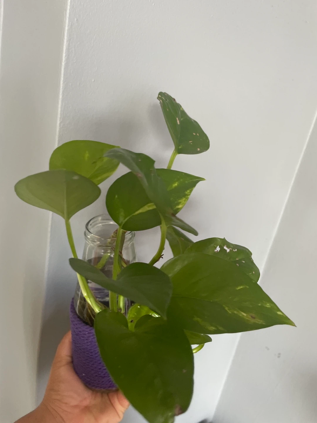 Pothos plant - photo 2