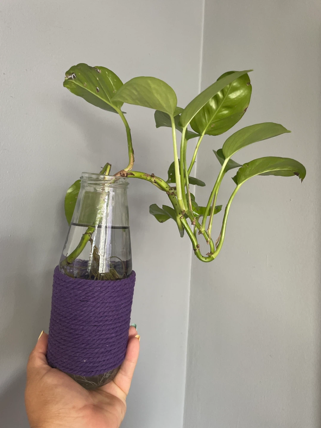 Pothos plant