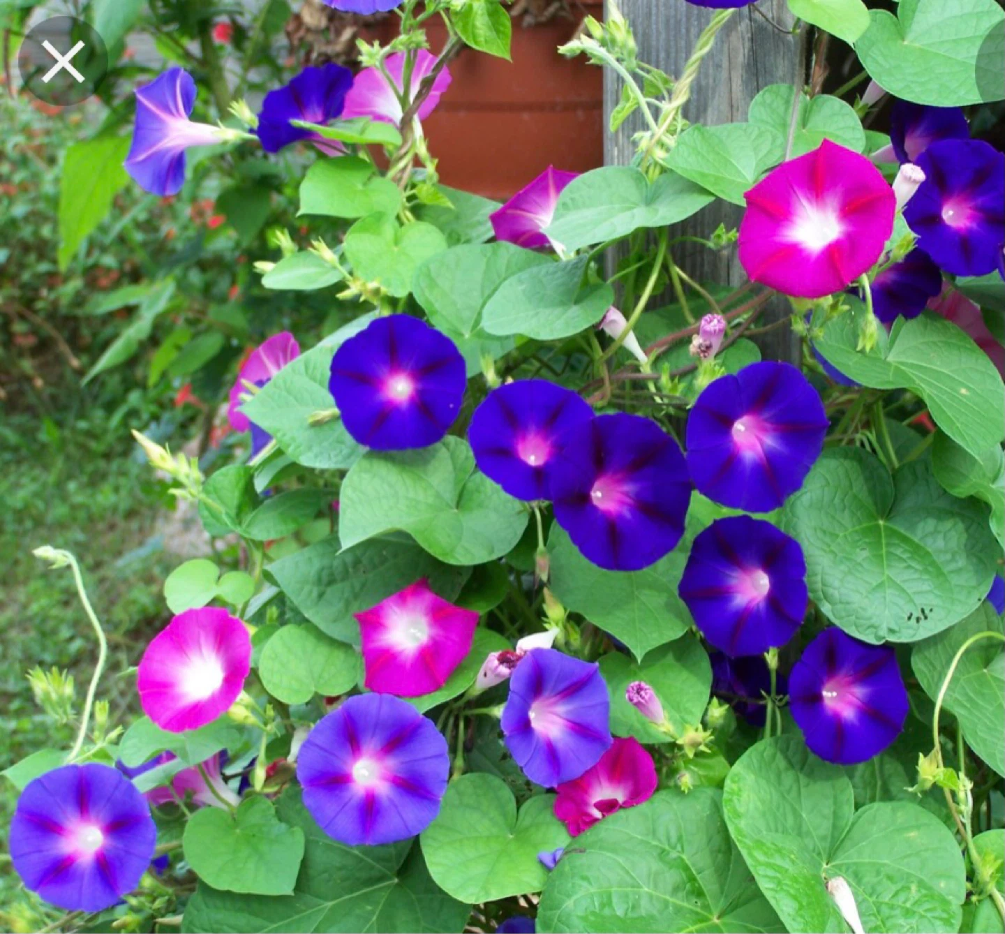 4 different perennial plants (see description) - photo 3