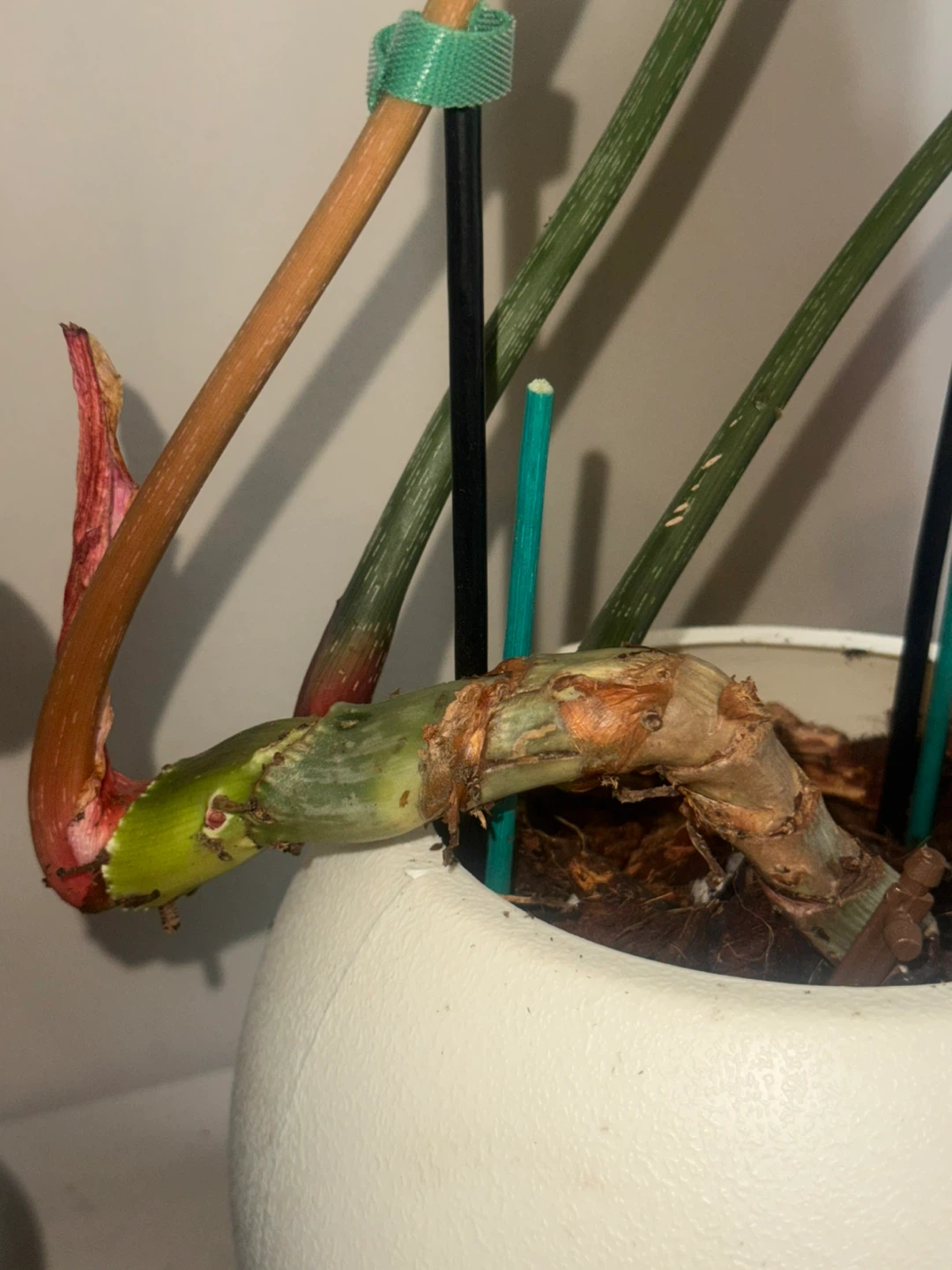 Philodendron Gloriosum Plant - photo 4