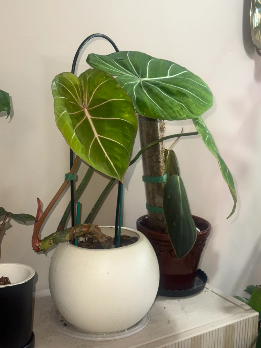 Philodendron Gloriosum Plant - photo 3