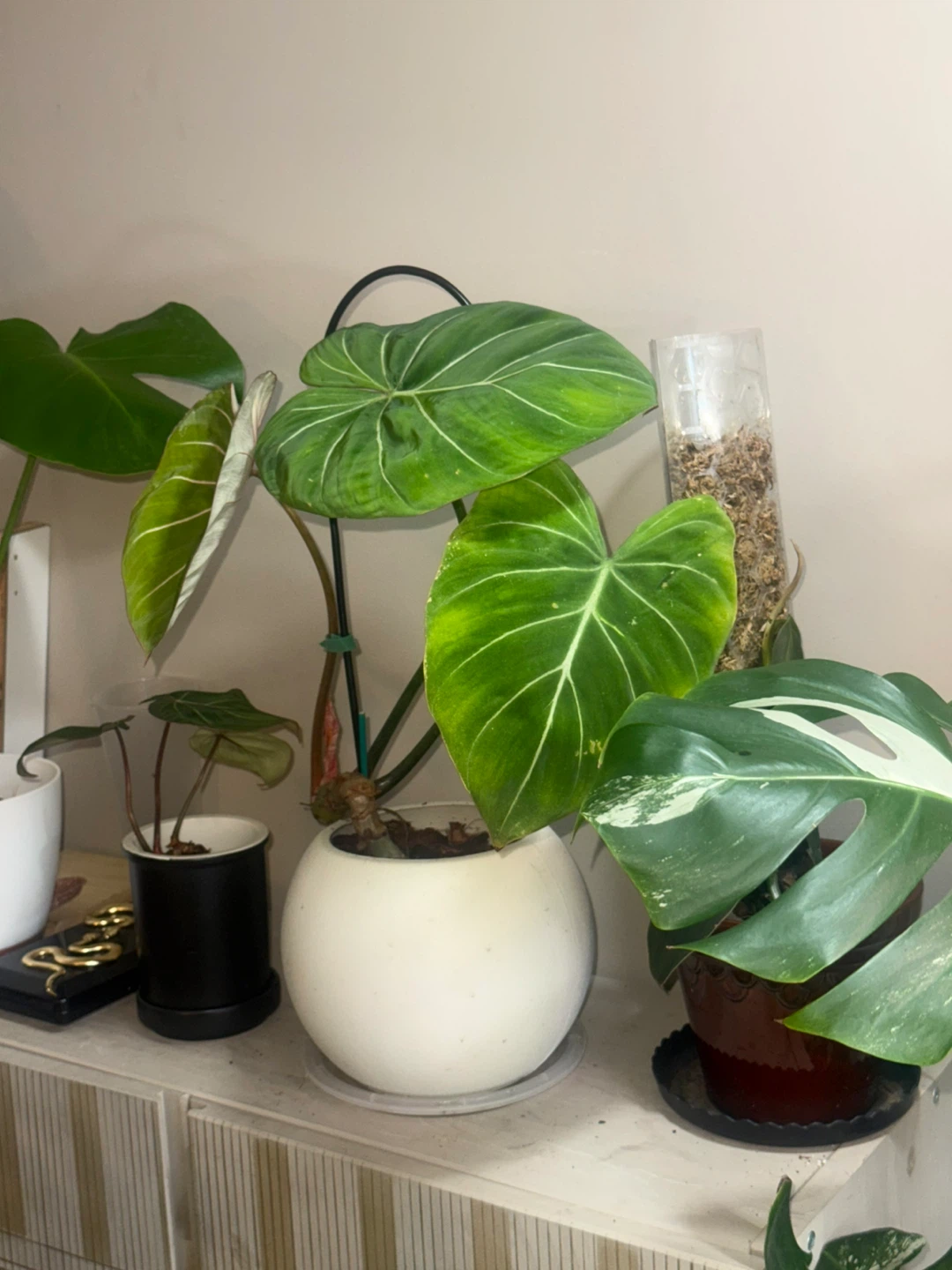 Philodendron Gloriosum Plant - photo 5