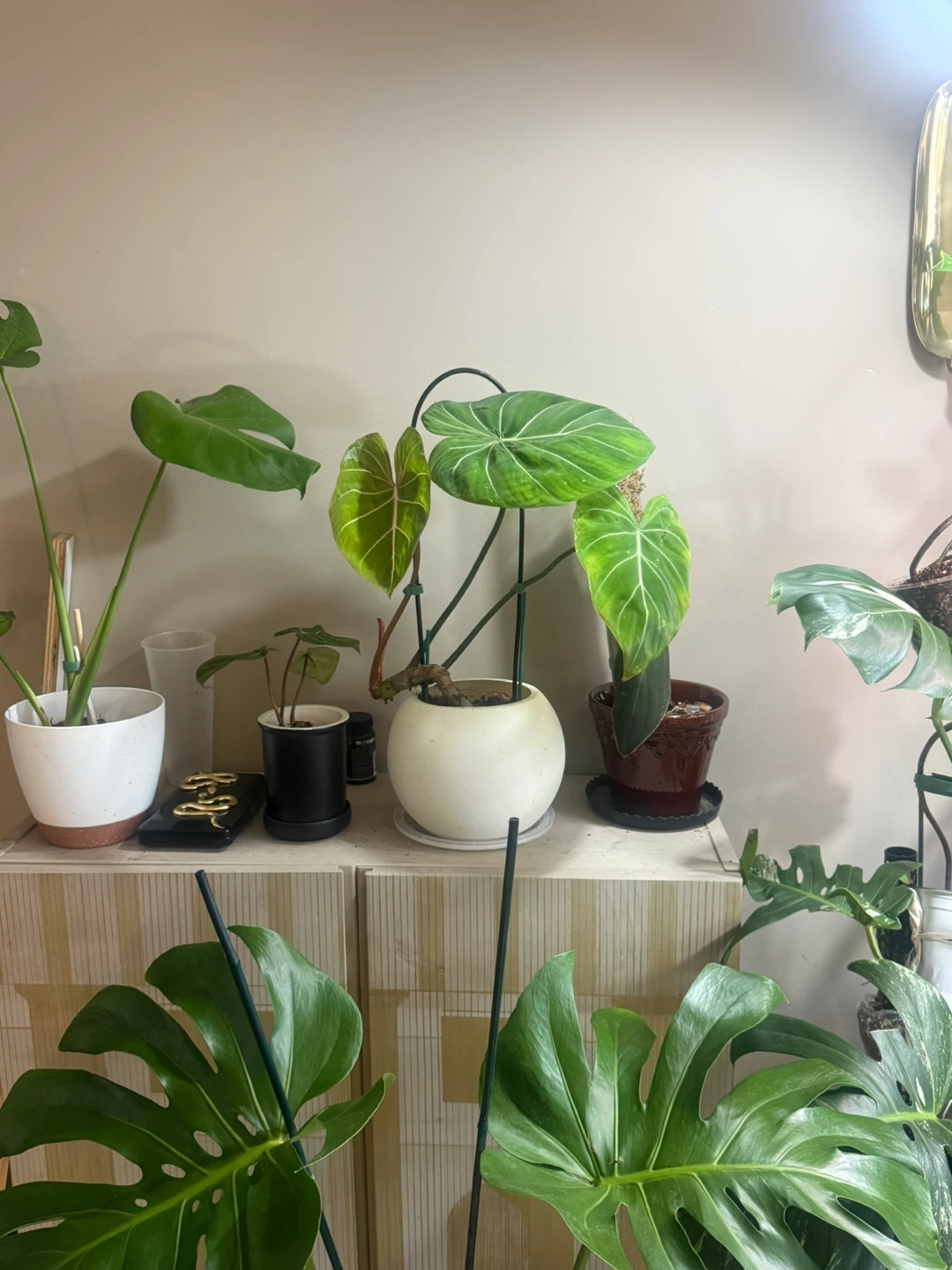 Philodendron Gloriosum Plant - photo 2