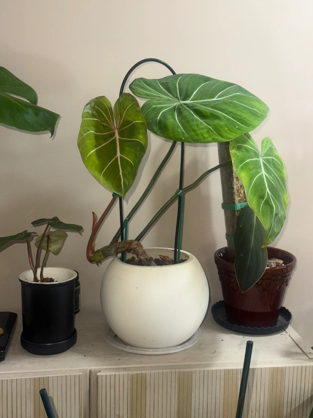Philodendron Gloriosum Plant