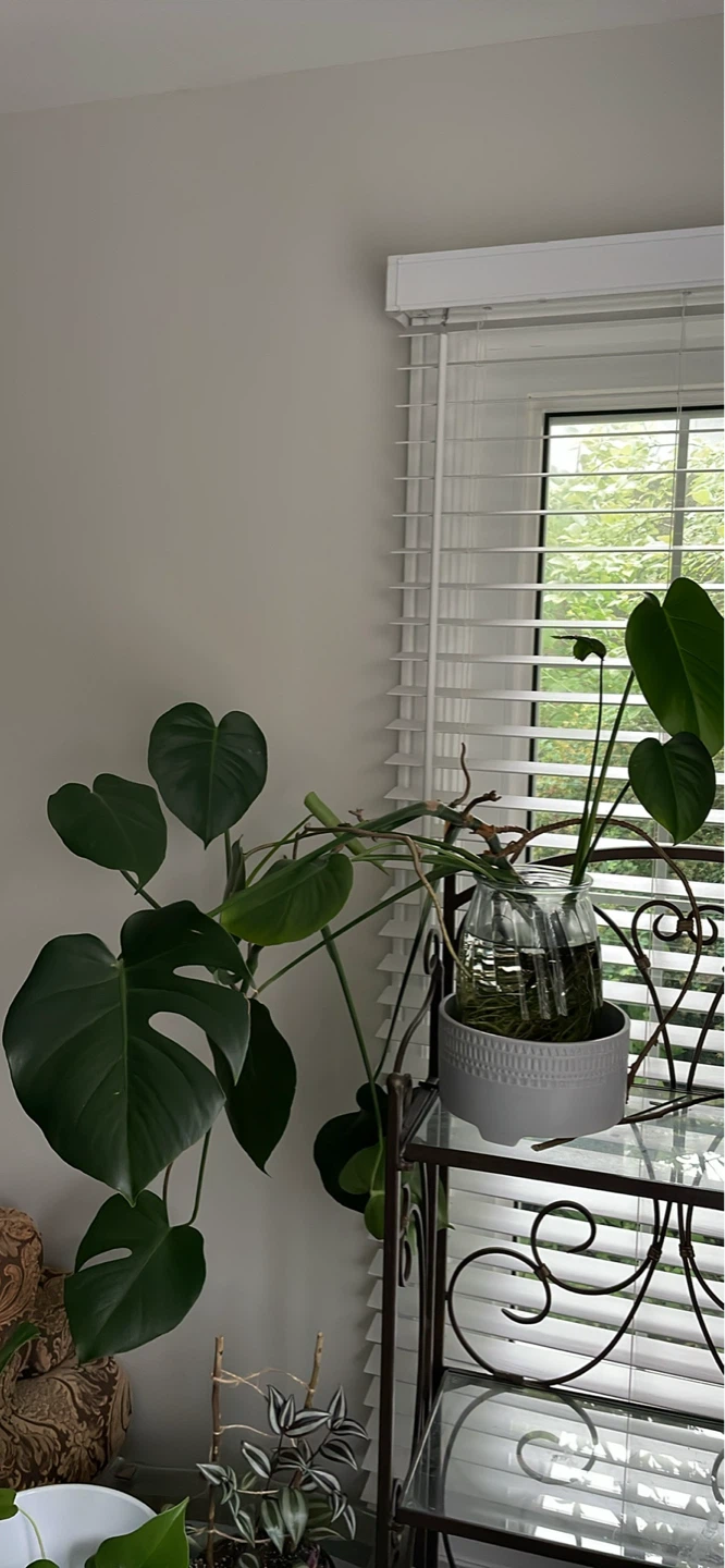 Monstera cuttings - photo 3