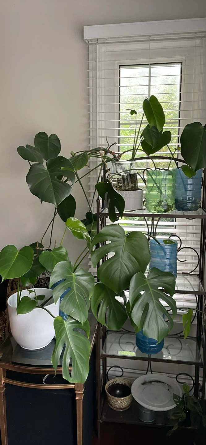Monstera cuttings