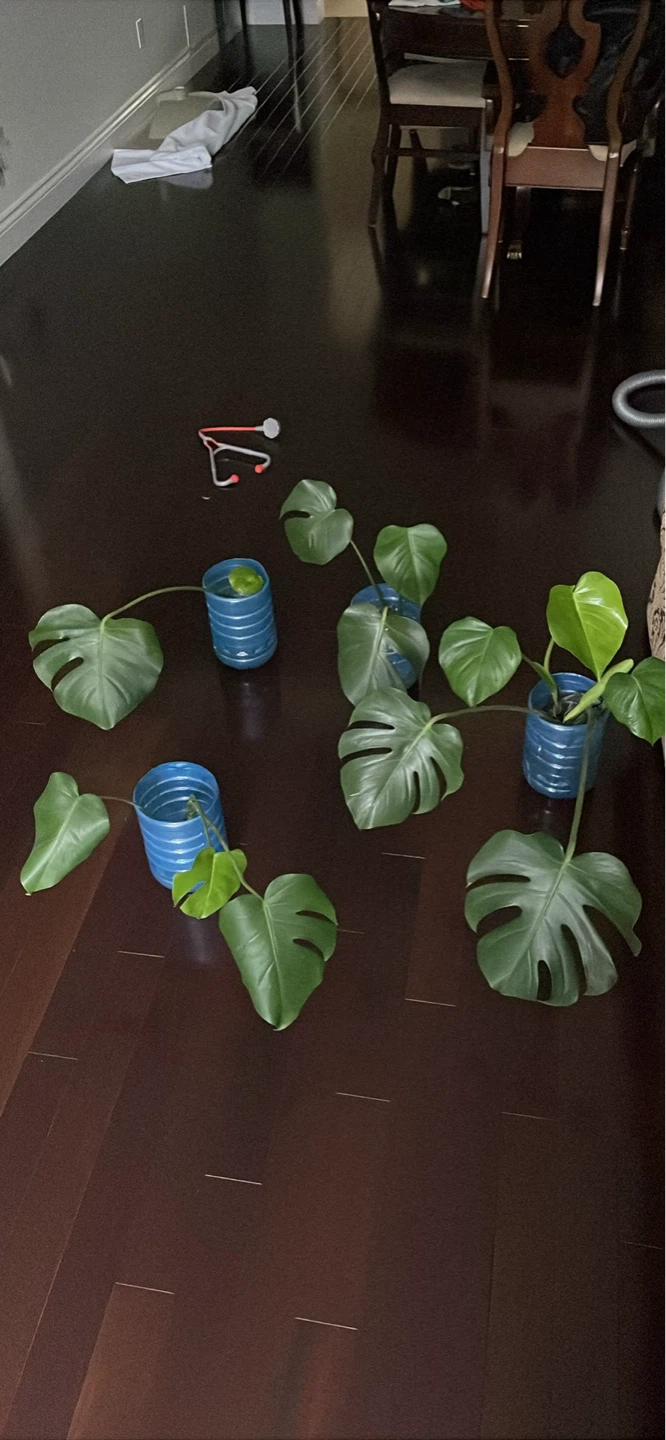 Monstera cuttings - photo 2