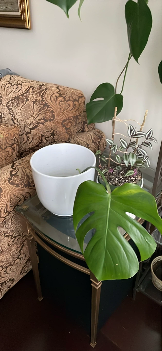 Monstera cuttings - photo 5