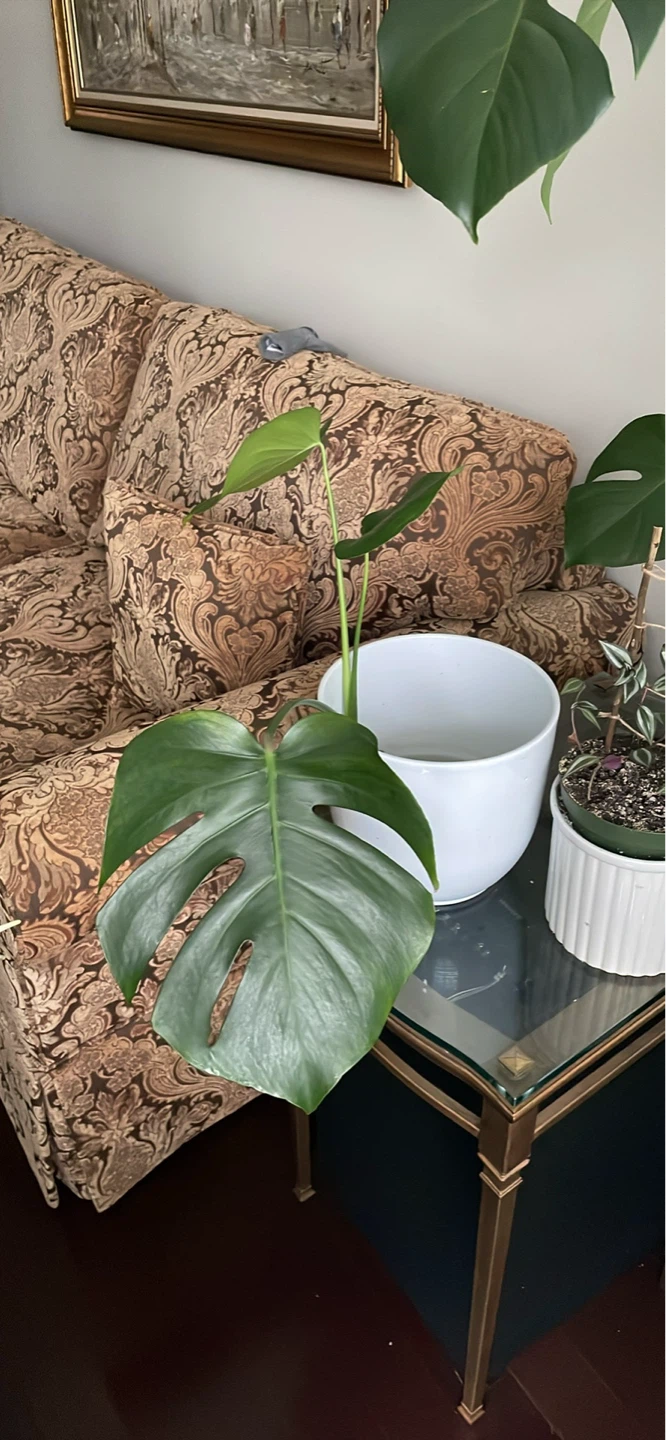 Monstera cuttings - photo 4