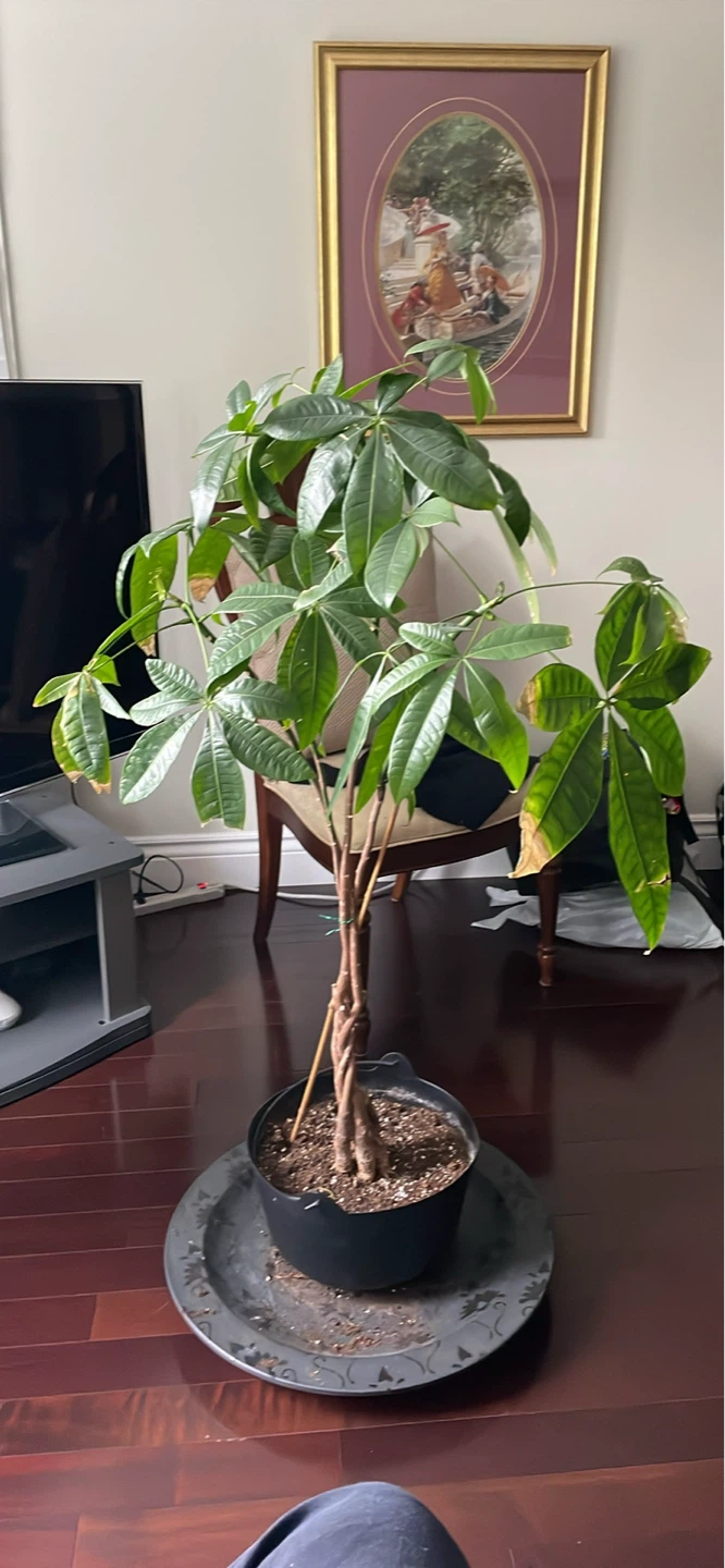 Money tree plant