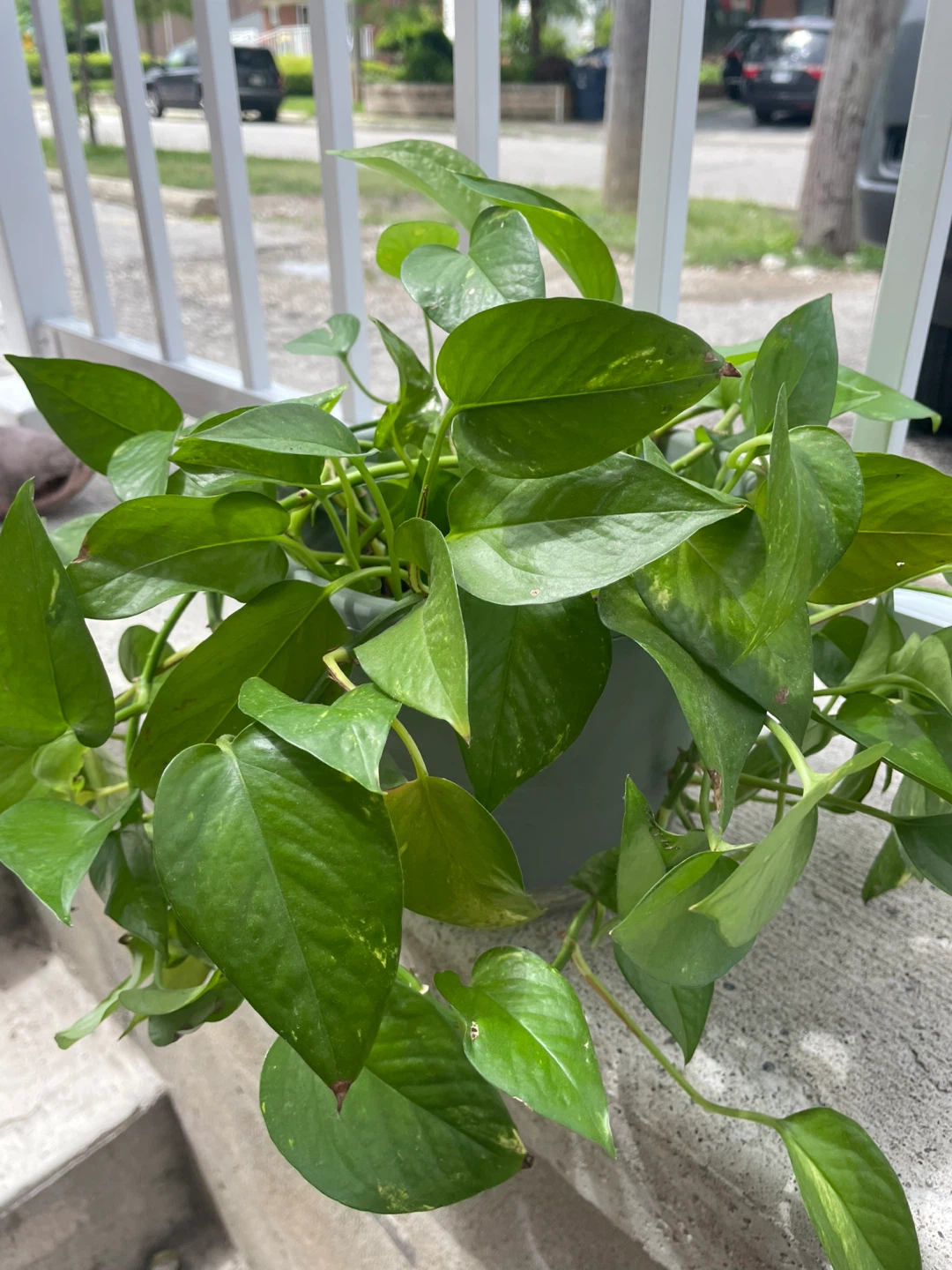 Pothos Plant
