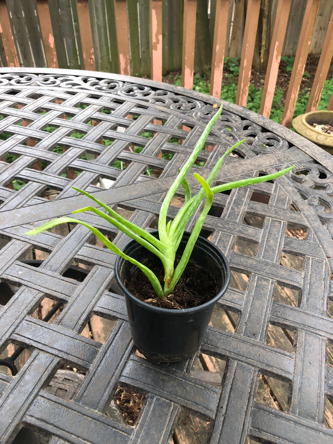 Aloe Vera Plant
