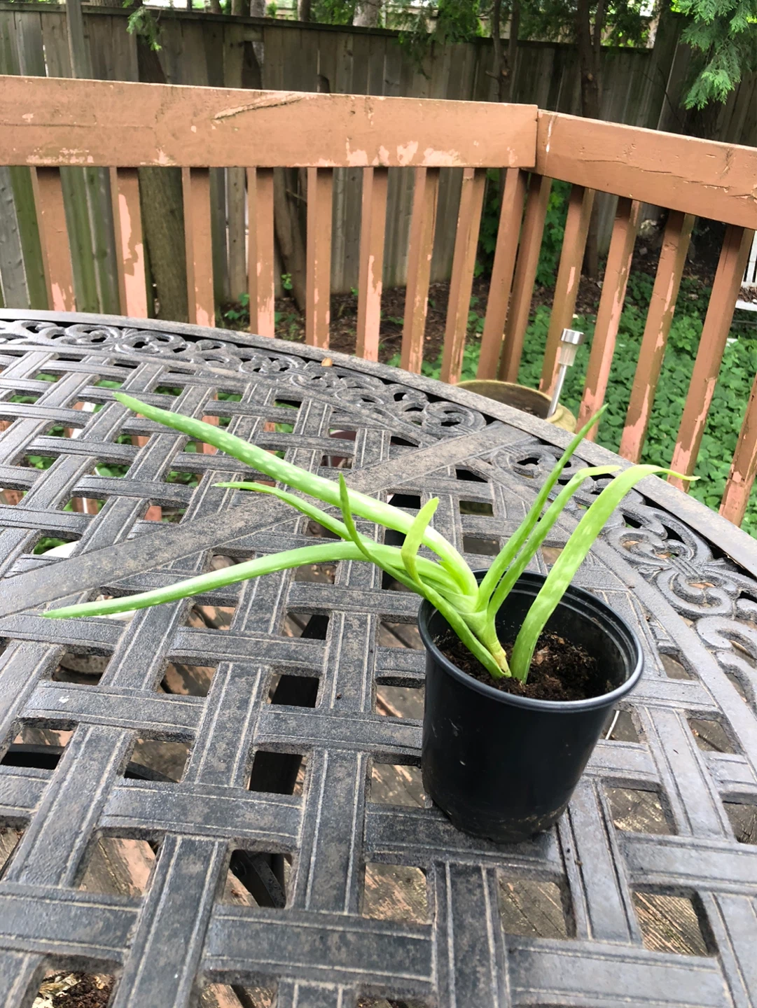 Aloe Vera Plant - photo 2