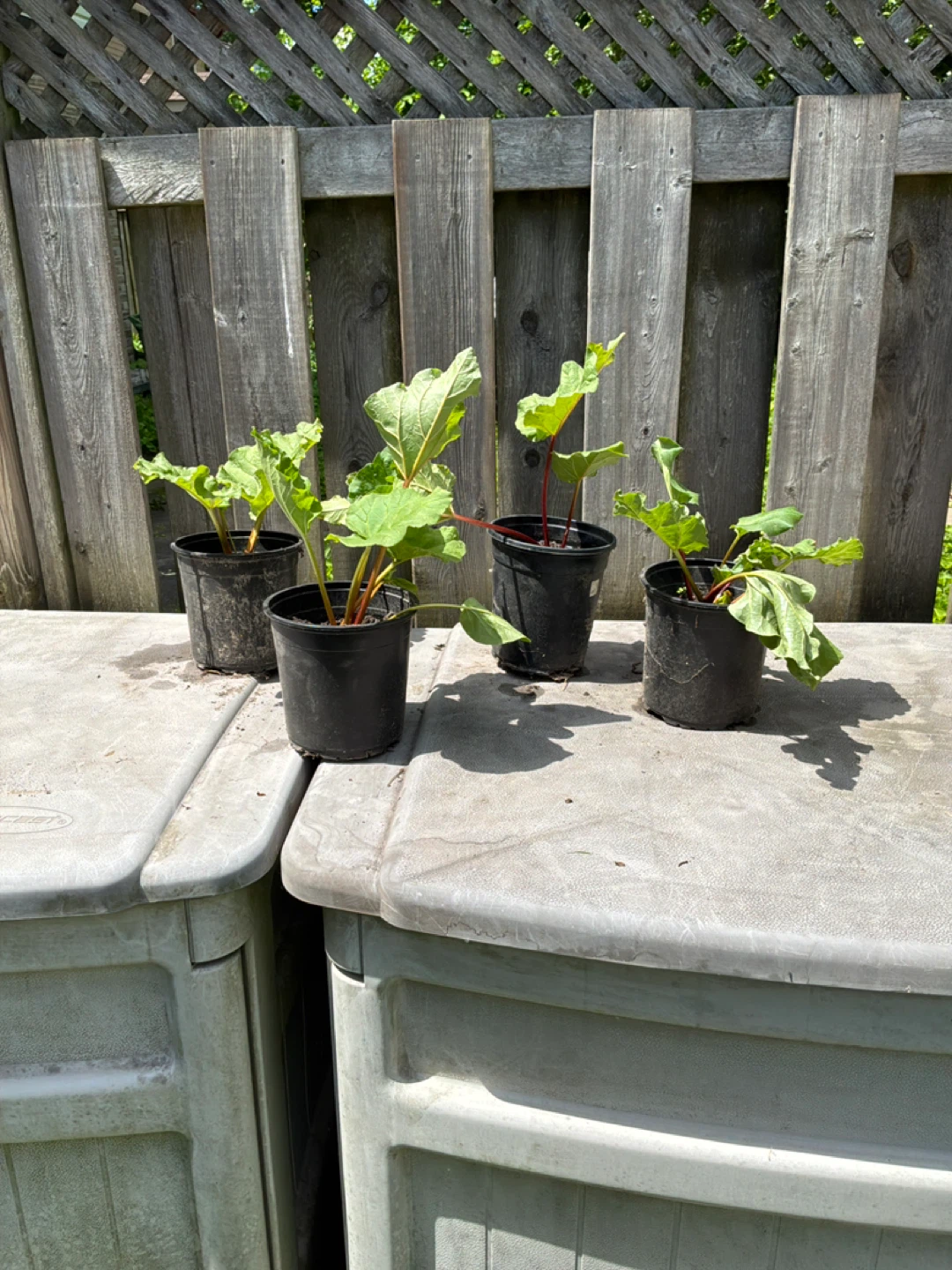 Four Rhubarb Plants