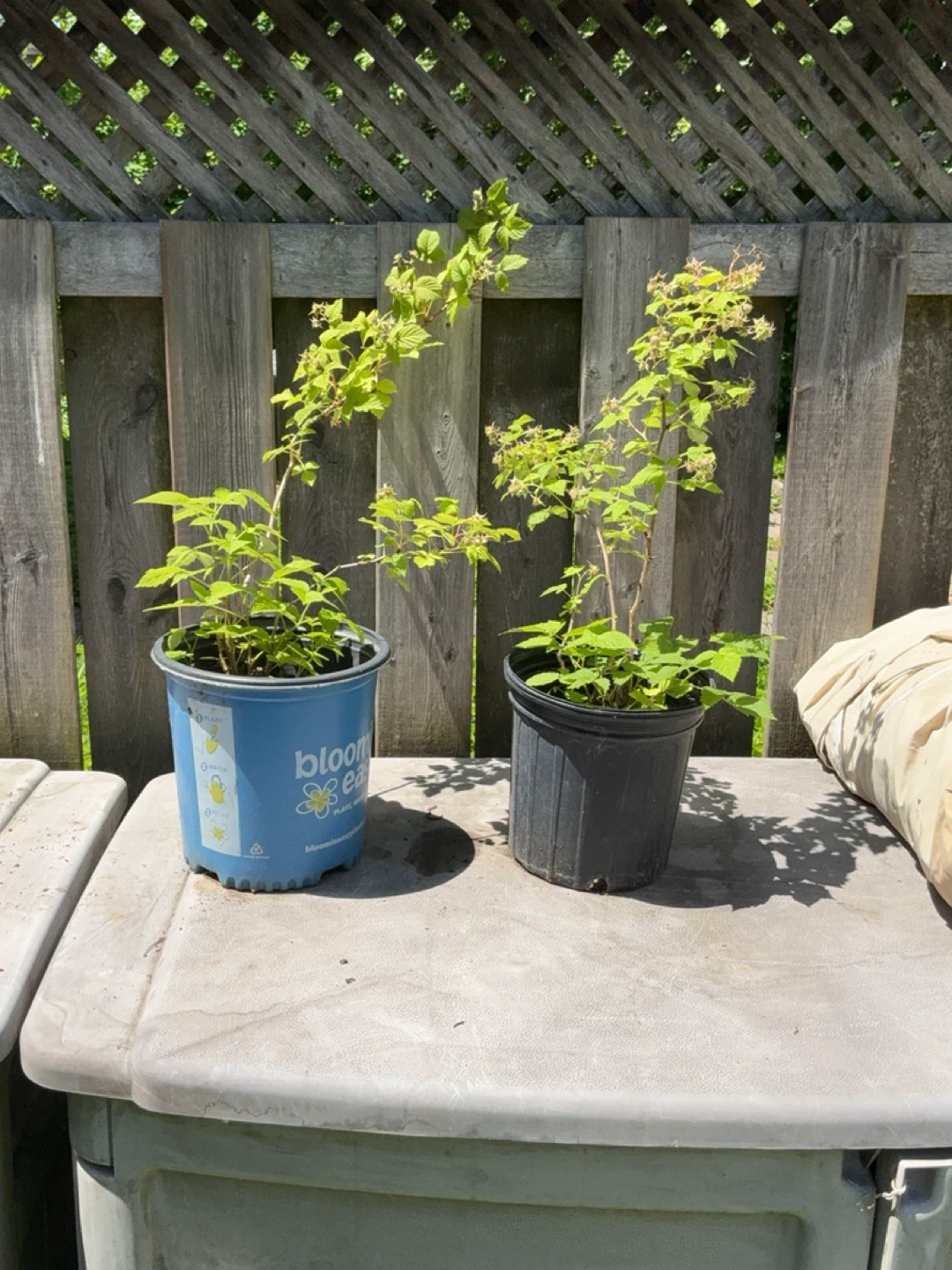 Raspberry Canes