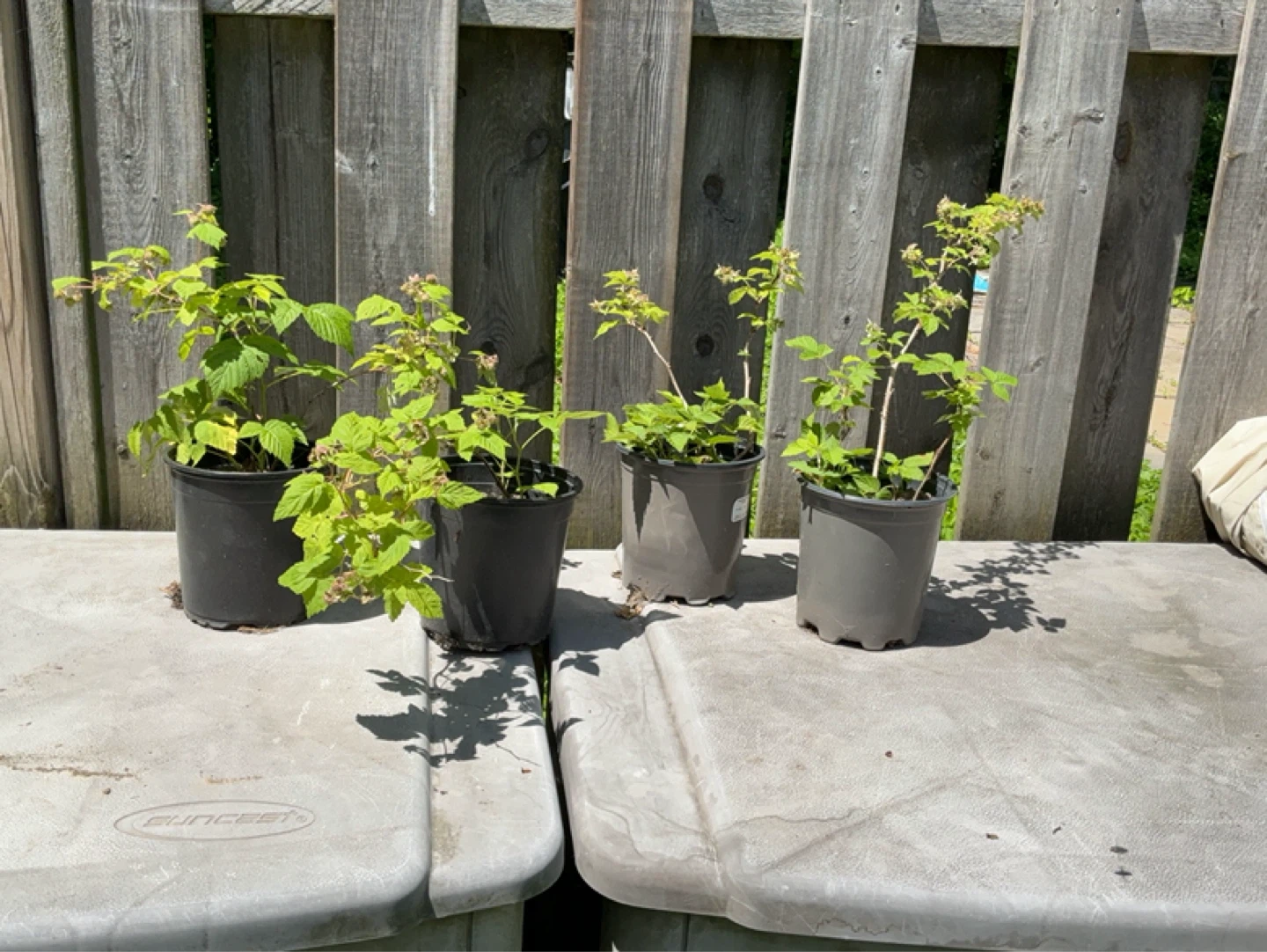 Raspberry Canes (EverBearing)