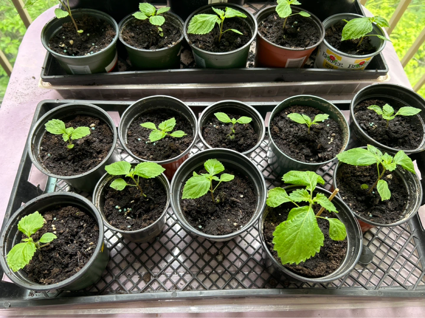 Japanese shiso(Perilla) Potted Plant Seedlings/ Herb plants