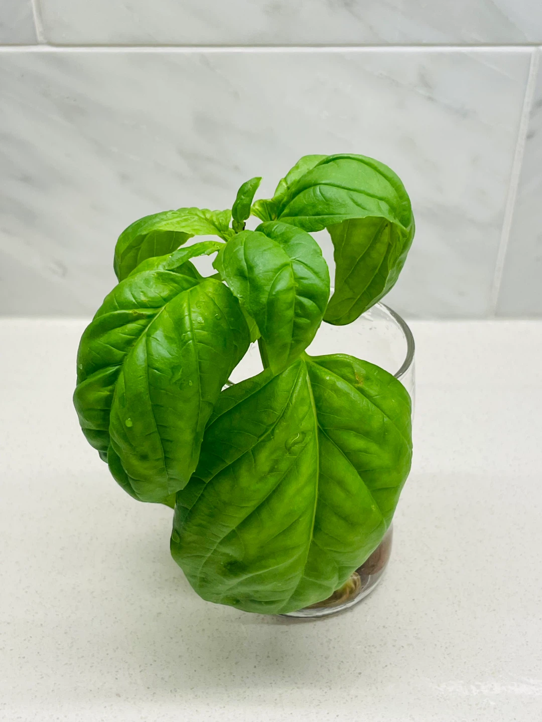 Fresh Basil in LECA 🌱