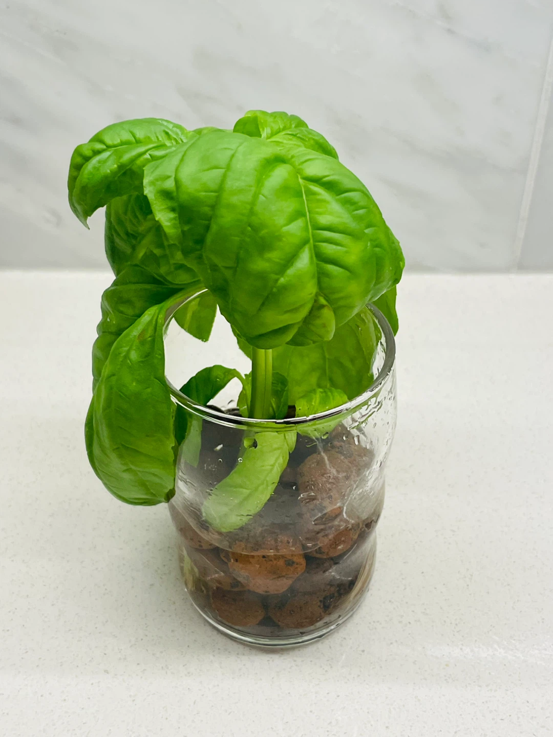 Fresh Basil in LECA 🌱 - photo 2
