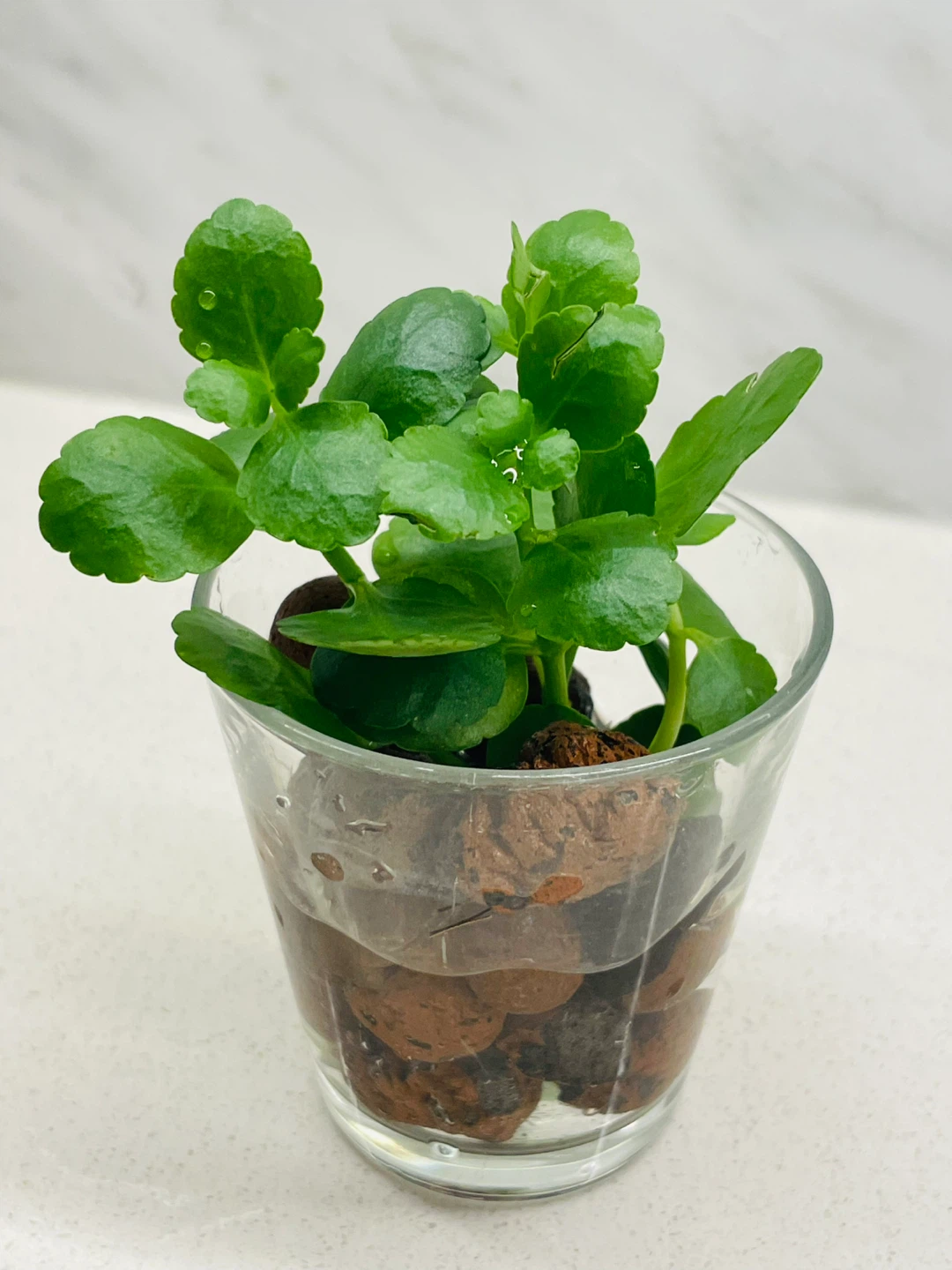 Small Kalanchoe plant in glass vase - photo 3