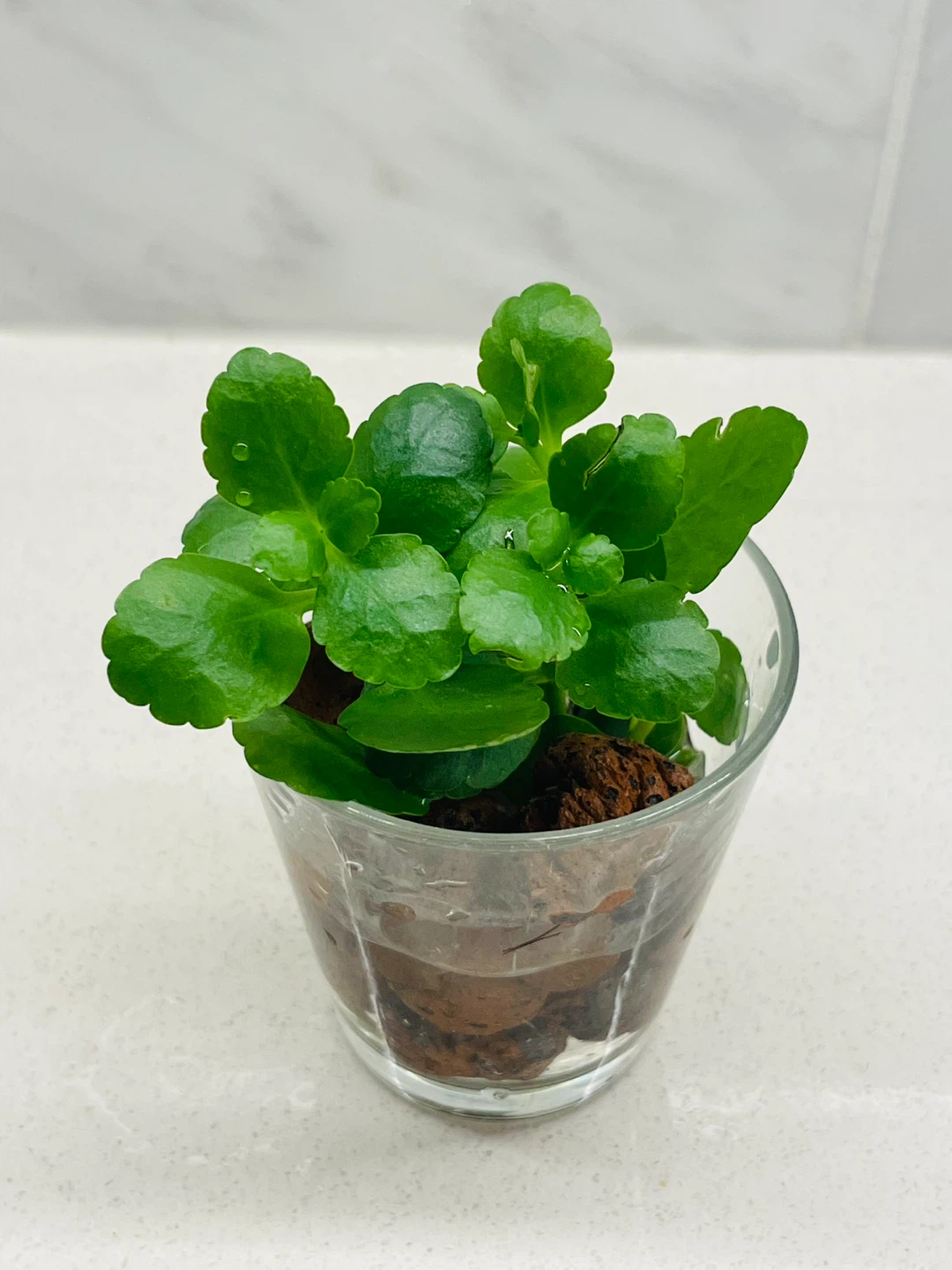 Small Kalanchoe plant in glass vase