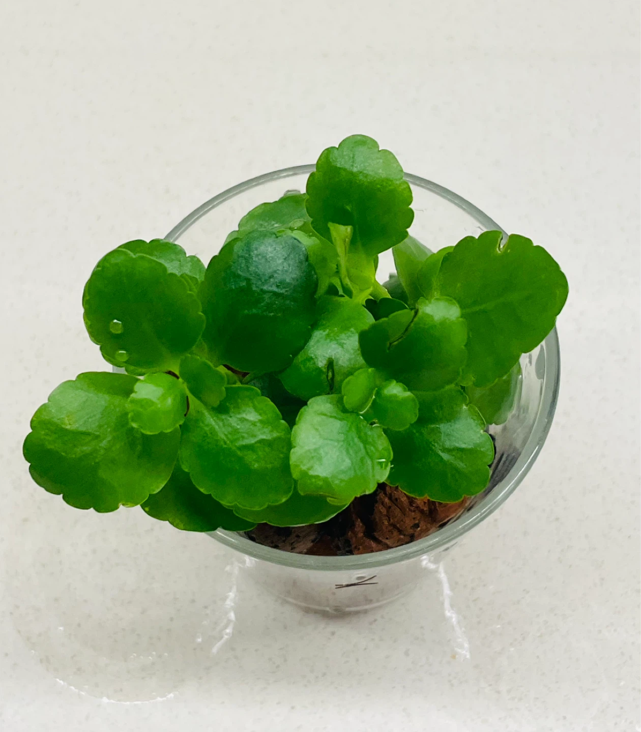 Small Kalanchoe plant in glass vase - photo 2