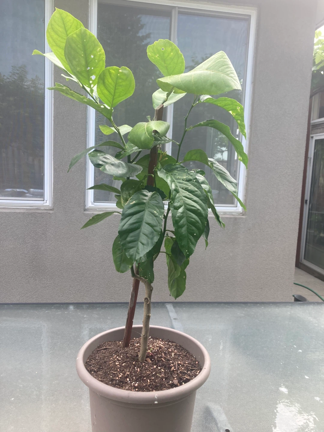Lemon Tree in Pot - photo 3