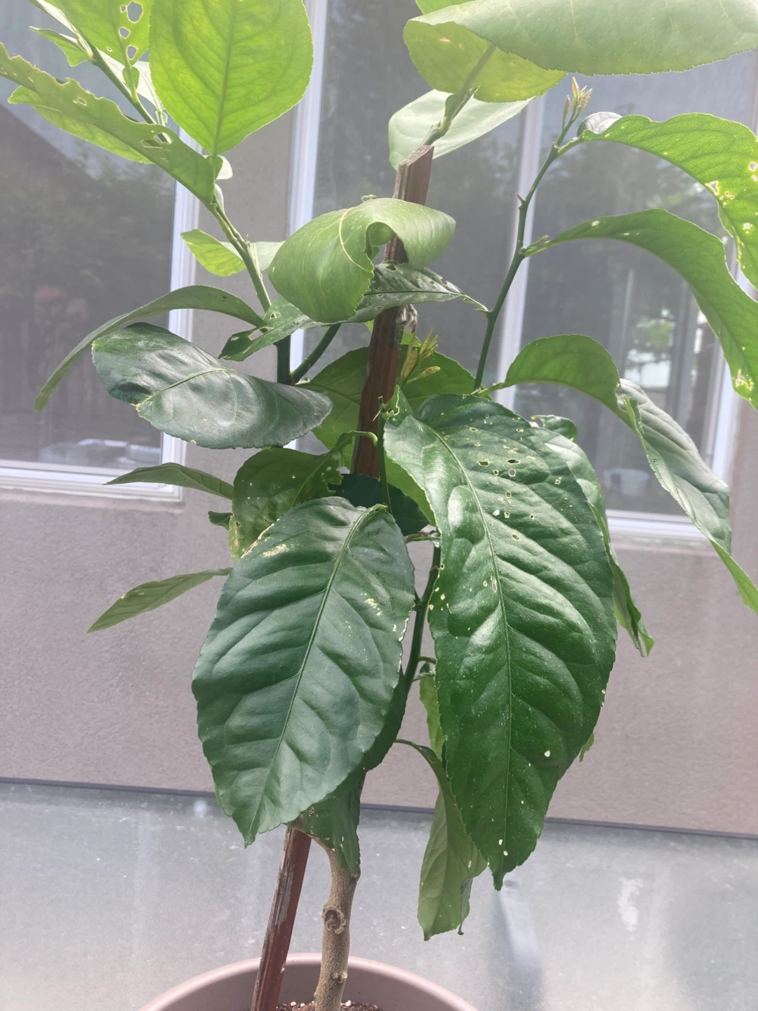 Lemon Tree in Pot - photo 2