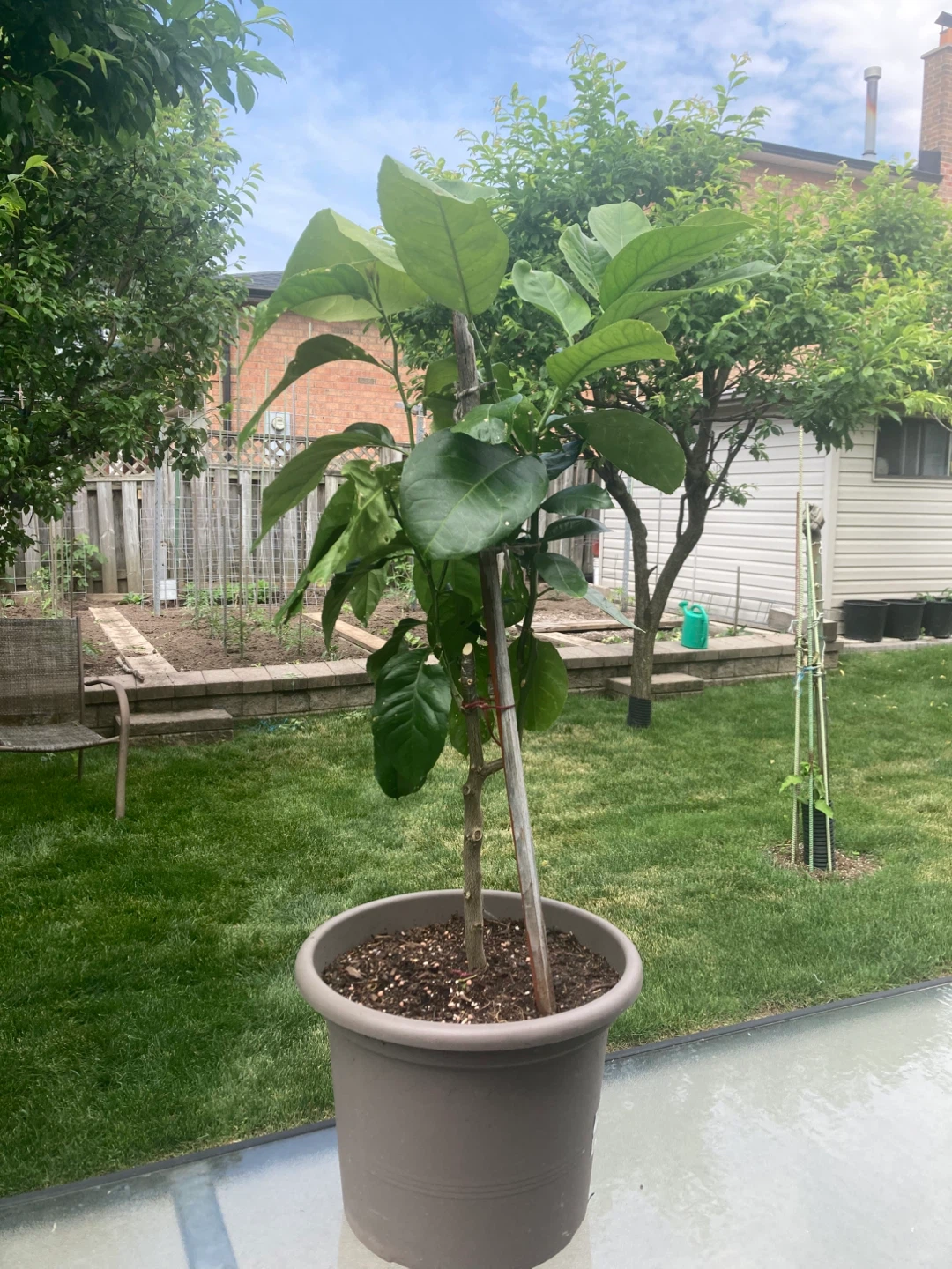 Lemon Tree in Pot