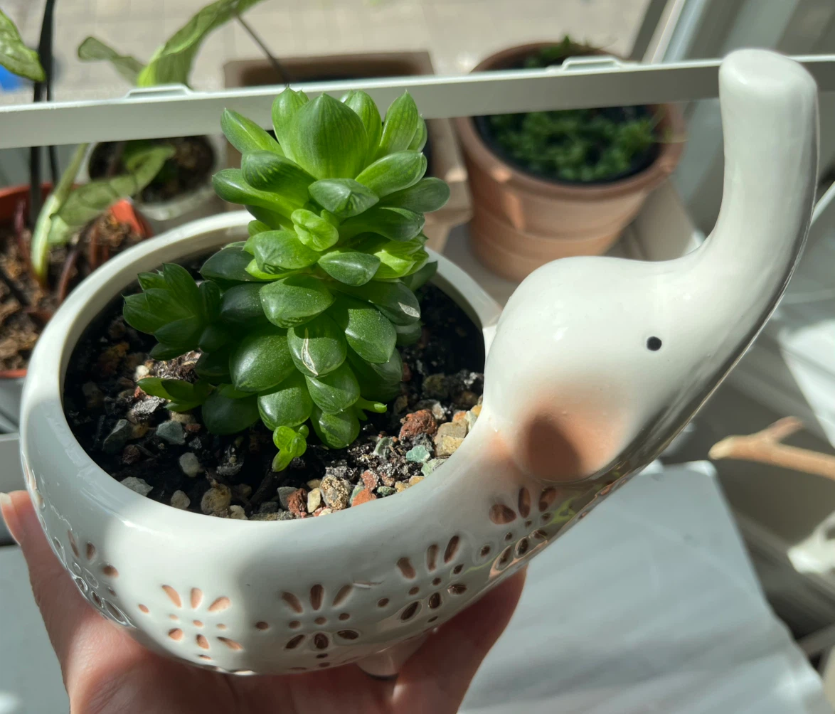 Haworthia in a elephant planter