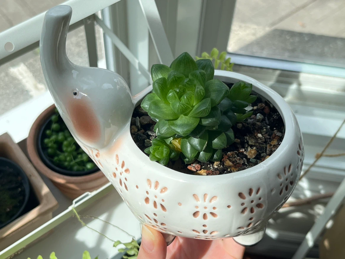 Haworthia in a elephant planter - photo 2