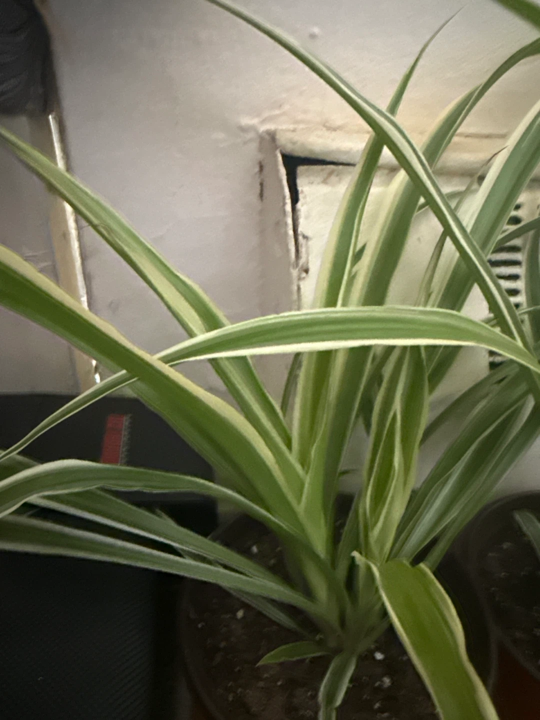 Spider Plant - photo 2