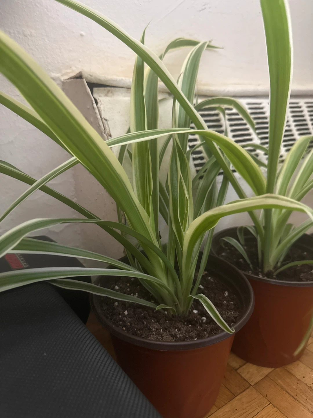 Spider Plant