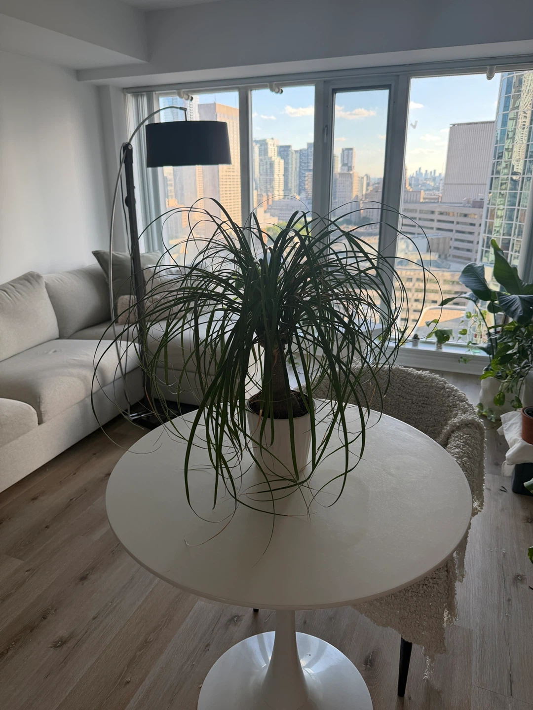 Ponytail Palm Plant