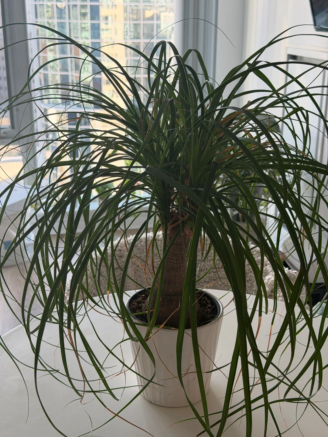 Ponytail Palm Plant - photo 2