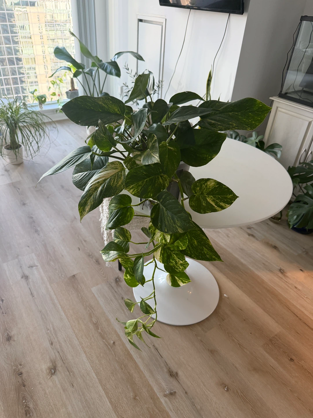 Pothos Plant - photo 2