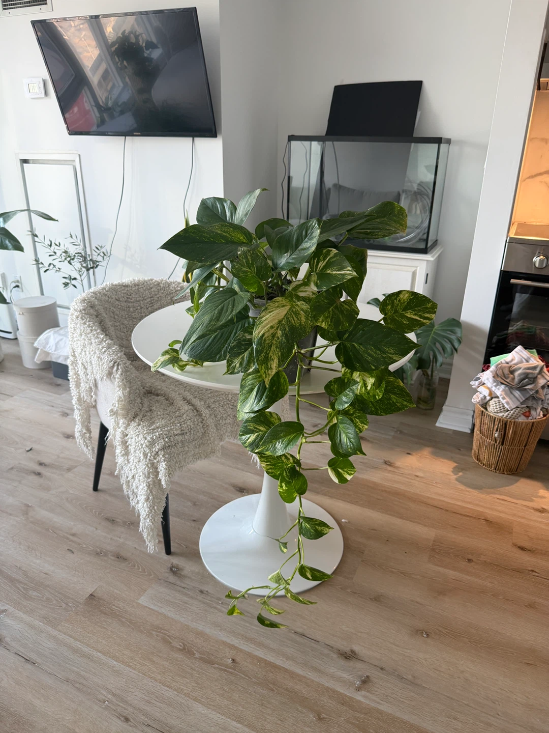 Pothos Plant