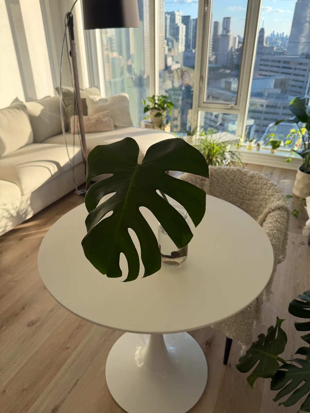 Monstera Deliciosa Plant Cuttings - photo 4