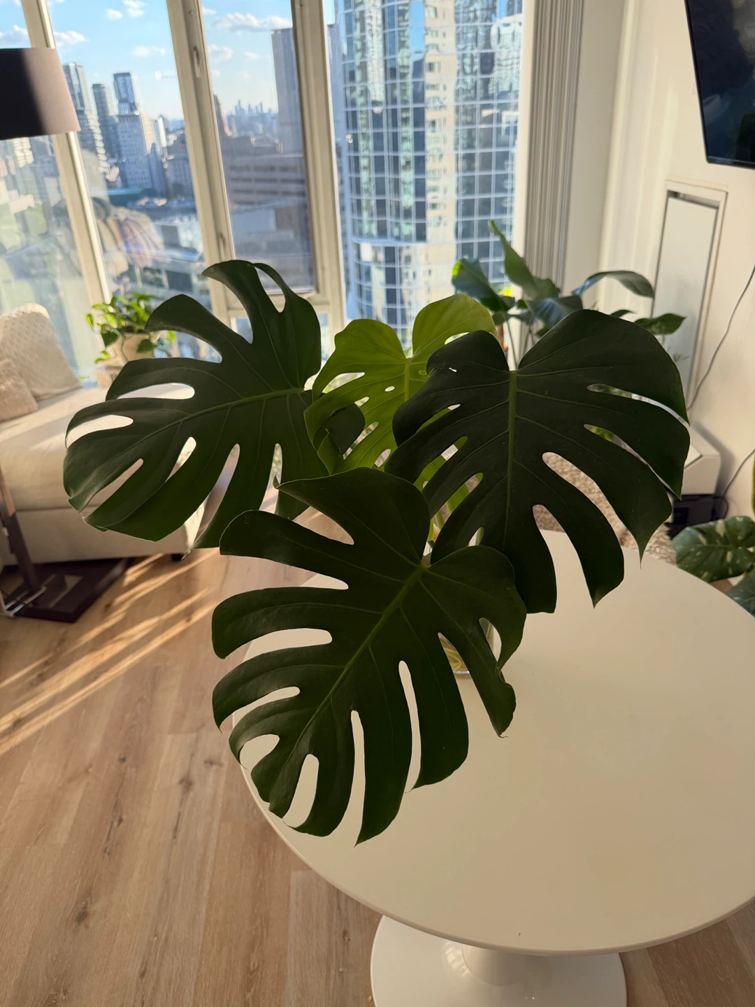 Monstera Deliciosa Plant Cuttings