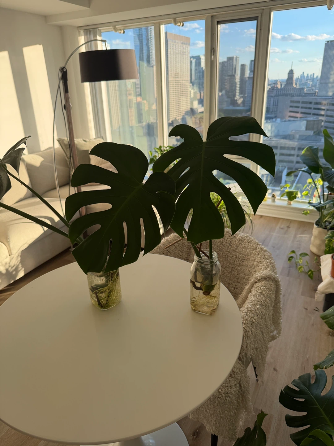 Monstera Deliciosa Plant Cuttings - photo 3