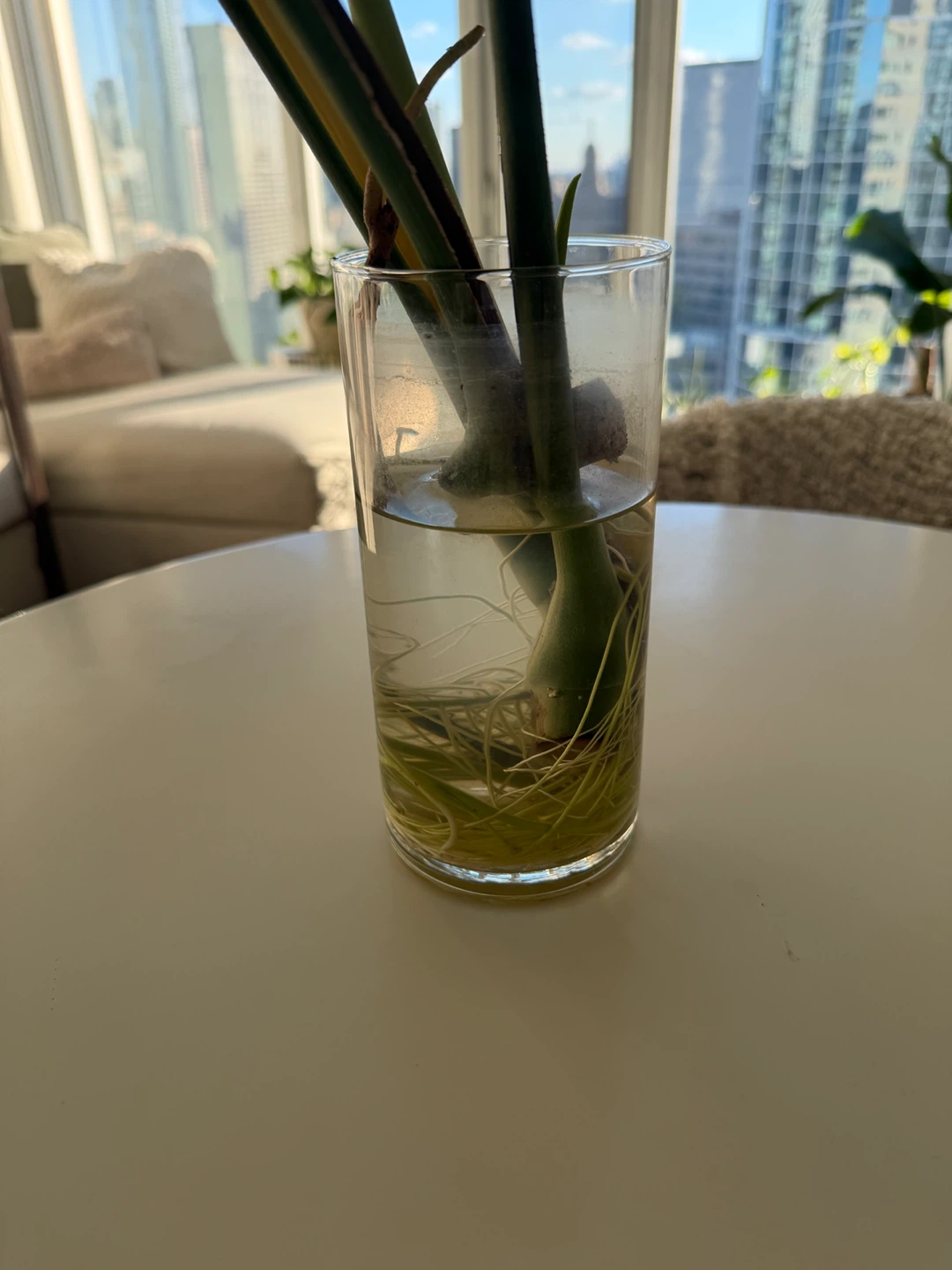 Monstera Deliciosa Plant Cuttings - photo 2