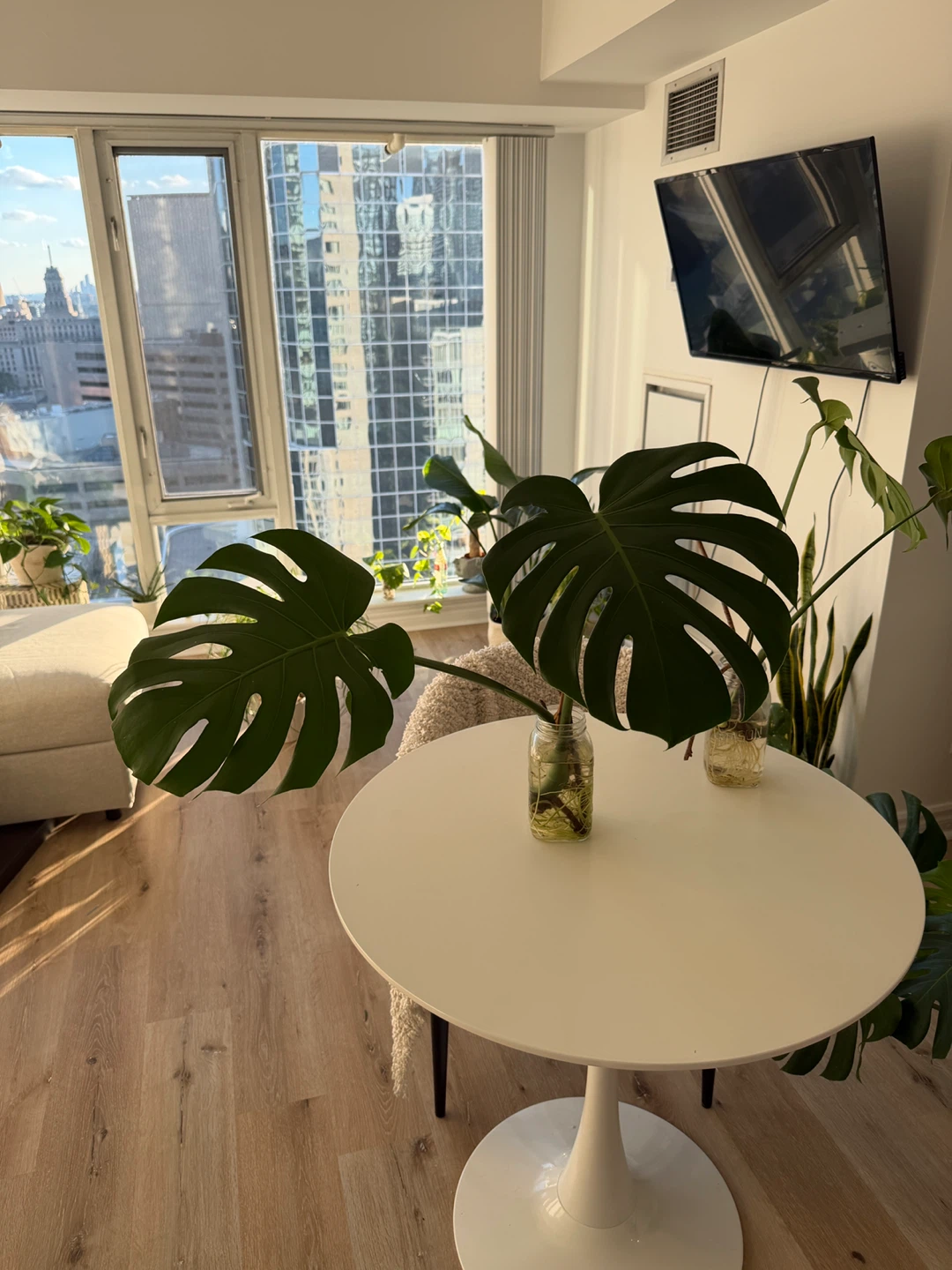 Monstera Deliciosa Plant Cuttings - photo 5