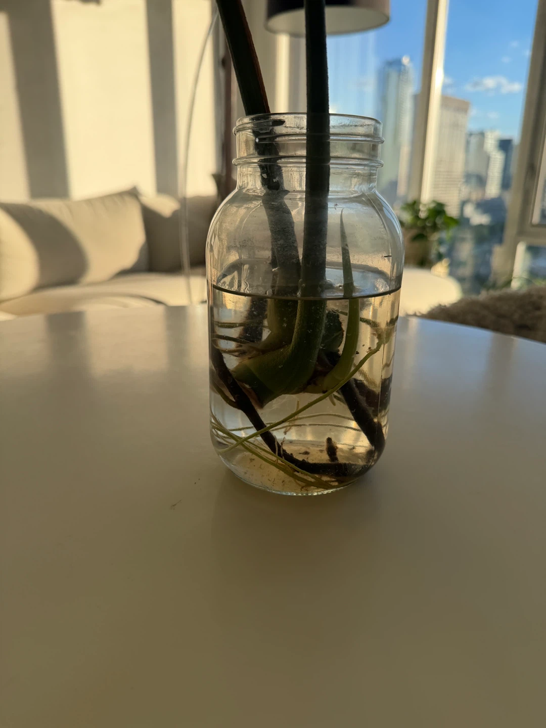 Monstera Albo Variegated Cutting in Water - photo 2