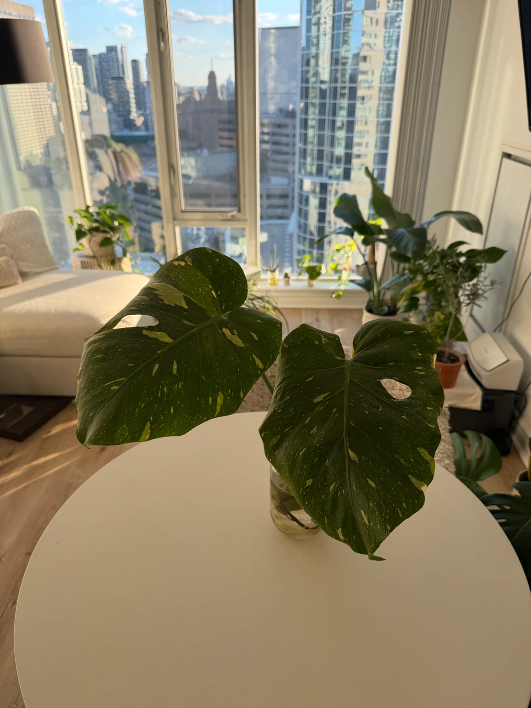 Monstera Albo Variegated Cutting in Water